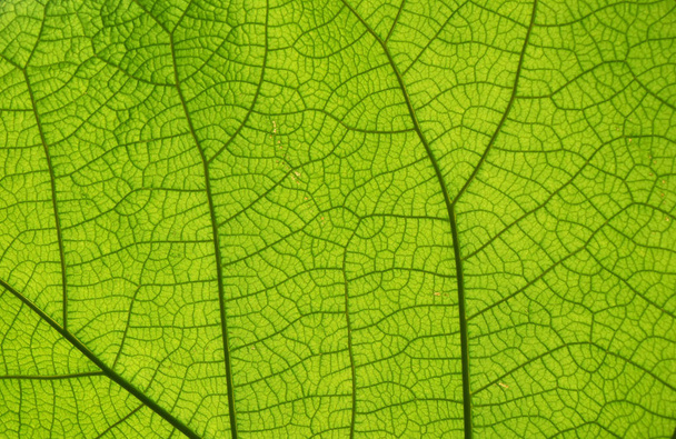 バックライト付きの緑の葉脈の極端なクローズアップ背景テクスチャ - 写真・画像