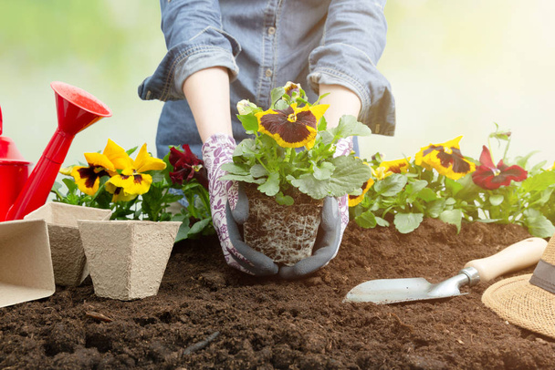 Gardener woman planting flower in the garden. Planting spring pansy flower in garden. Gardening concept - Фото, изображение