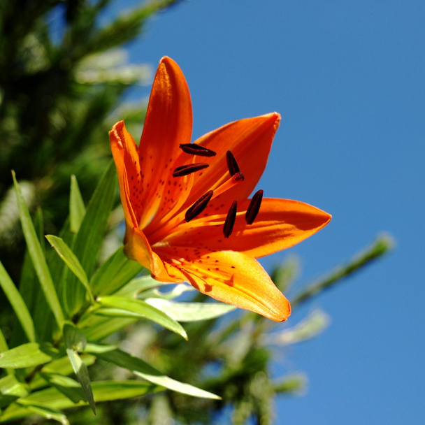Lily in sunshine - Photo, Image