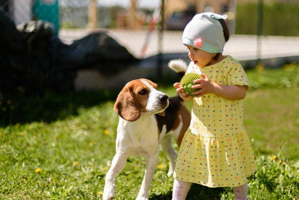 Küçük kız çocuğu, güneşli bir günde arka bahçede en iyi arkadaşı av köpeğiyle oynuyor.. - Fotoğraf, Görsel
