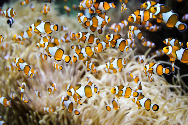 a lot anemone fish in an anemone - Foto, afbeelding