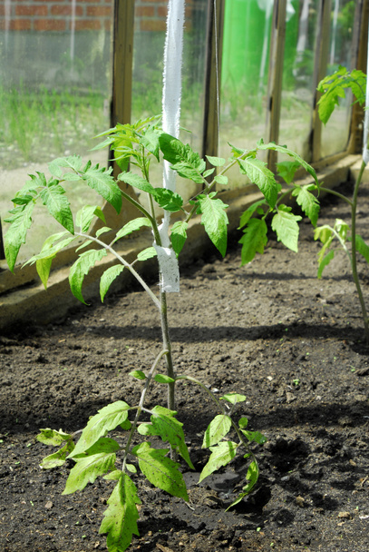 Tomato plant growing in greenhouse - Photo, Image