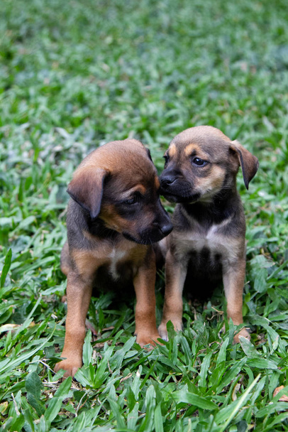Dos cachorras de raza mixta, cafés, en el prado
 - Foto, Imagen