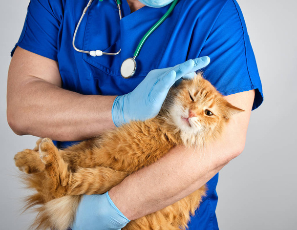 Veterinarian in blue uniform and sterile latex gloves holds and examines a big fluffy red cat, gray background - Foto, Imagen