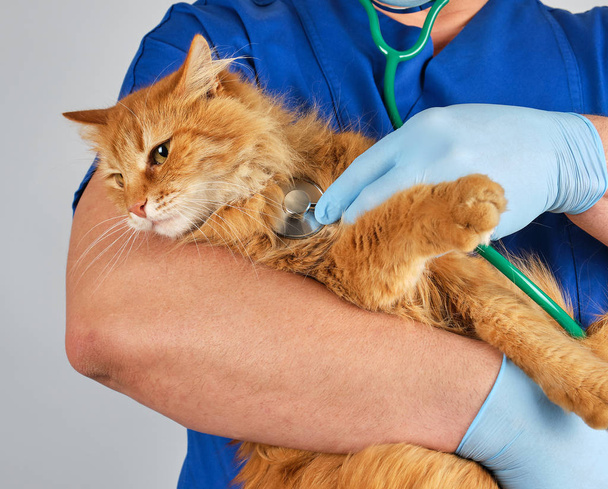 Veterinarian in blue uniform and sterile latex gloves holds and examines a big fluffy red cat, gray background - Fotó, kép