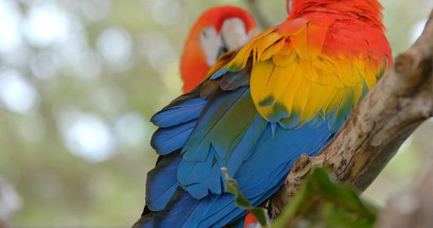 closeup view of beautiful macaw parrot - Photo, image