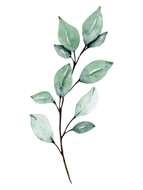Zelená akvarel. Ruční malba květinový design na bílém pozadí  - Fotografie, Obrázek