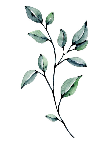 Akvarell zöld növény. Kézfestés virágos design fehér háttér  - Fotó, kép