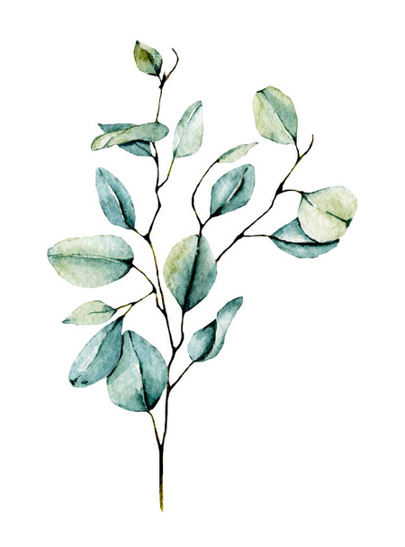 Watercolor green plant. Hand painting floral design on white background  - 写真・画像