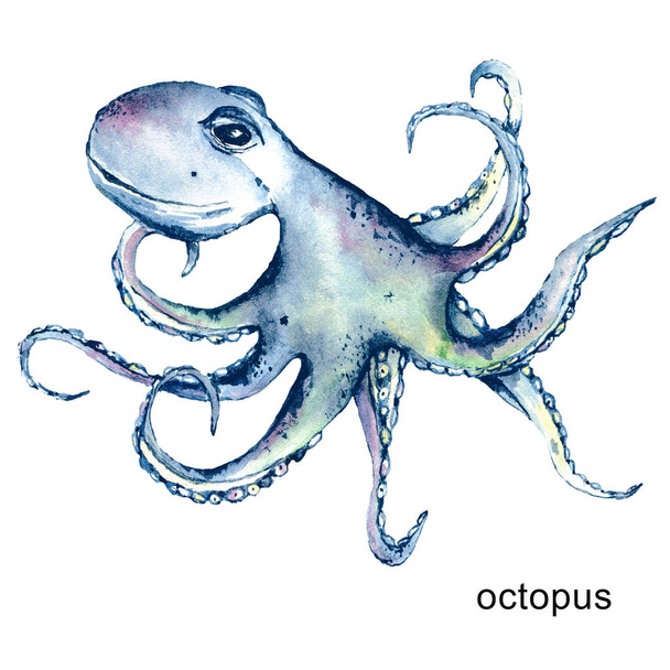 Octopus watercolor cartoon marine illustration. Underwater life, sea animals perfectly for printing on kids textile, posters, labels, postcards. Isolated on white background. Hand painting. - Фото, зображення