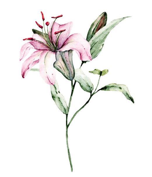  Handmalerei Blume auf weißem Hintergrund, Aquarell Blumenkunst Konzept - Foto, Bild