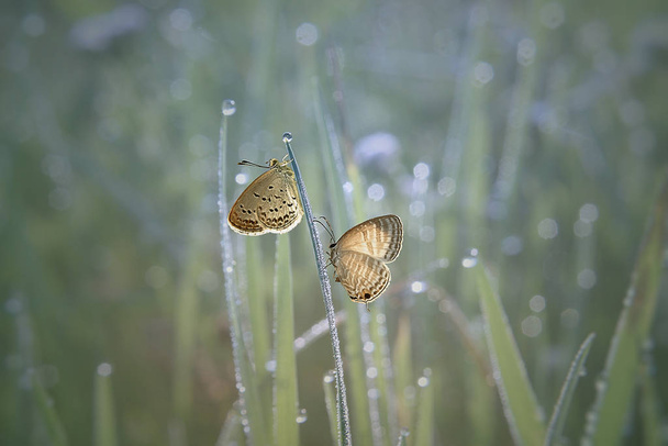 dos mariposas sobre fondo natural
 - Foto, Imagen