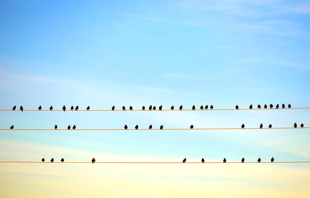 vogels op elektrische draad - Foto, afbeelding