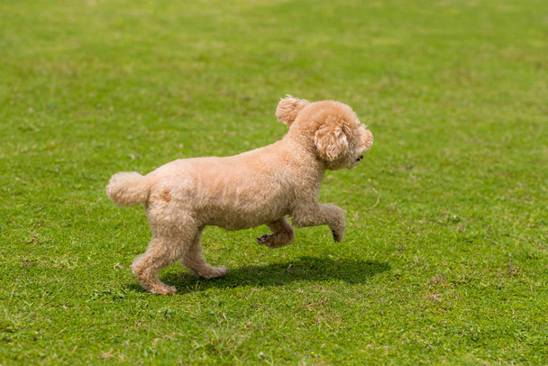 Dog poodle run in the park - Photo, Image