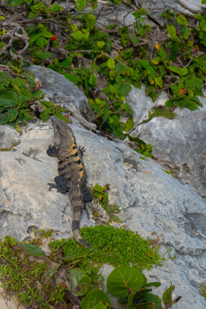 Iguana in het oude Maya gebied Tulum. Dierenfoto in de natuur. Wallpaper, reizen, wildlife image. Mexico. Yucatan. Quintana roo. - Foto, afbeelding