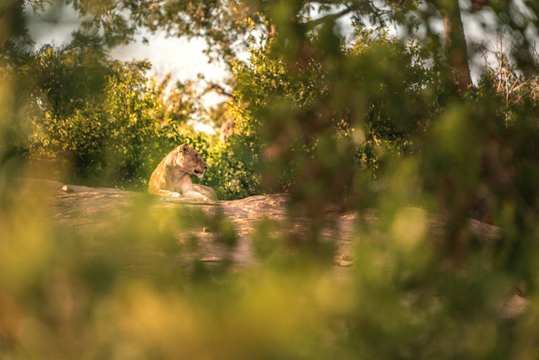 Splendidamente incorniciato leone riposa nel deserto dell'Africa. Sudafrica
 - Foto, immagini