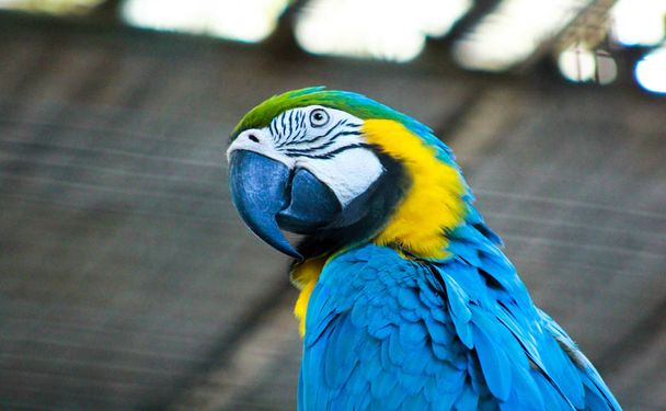 Aras bleu et jaune ou aras bleu et or, Ara ararauna, oiseau de la famille des Psittacidae et l'un des plus célèbres perroquets du monde - Photo, image
