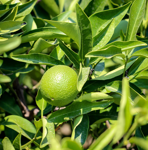 Lemon Tree background, agricultural concept - Fotografie, Obrázek