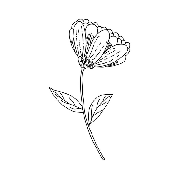 Hand-drawn fantastic full-length flower with stem and leaves. Vector traced flower illustration in doodle style. Black outline isolated on white background. - Vector, Image