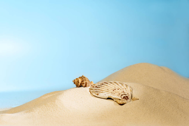 Vista de cerca de las conchas en la playa de arena con fondo azul cielo
 - Foto, imagen