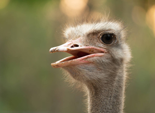 ostrich head and neck in the park - Fotó, kép