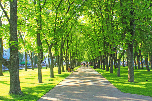 Summer park with pathway between green trees - 写真・画像