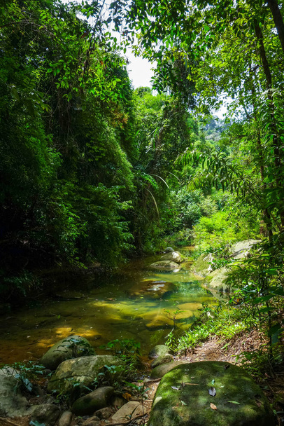 River in jungle rainforest, Khao Sok National Park, Thailand - Photo, image