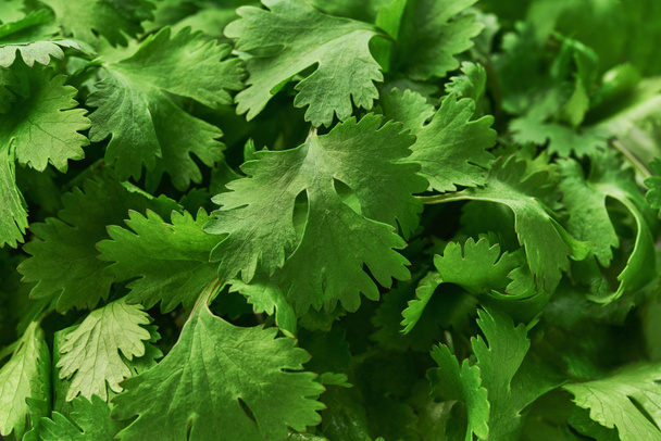 Verse groene koriander close-up, voedsel achtergrond. - Foto, afbeelding