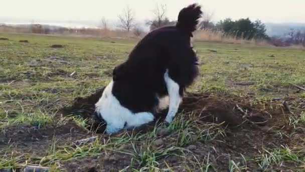 Odhodlaný pes vykopává díru do země na otevřeném poli a hledá malé hlodavce. Účelné mazlíček škrábání půdy a špíny s tlapami. - Záběry, video