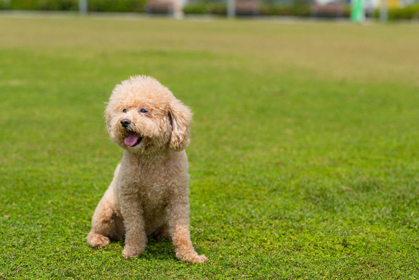 Dog Poodle sit down on the green lawn - Photo, Image