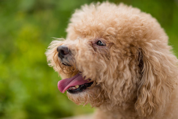 purebred poodle dog, curly dog - Foto, immagini