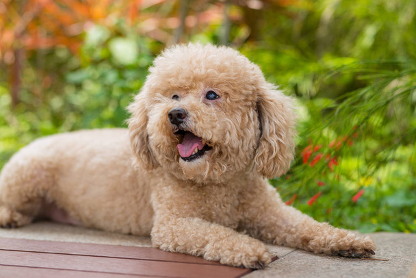 Lovely dog poodle sit on the wooden bench - Foto, immagini