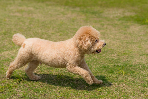Dog poodle run in the park - Фото, зображення