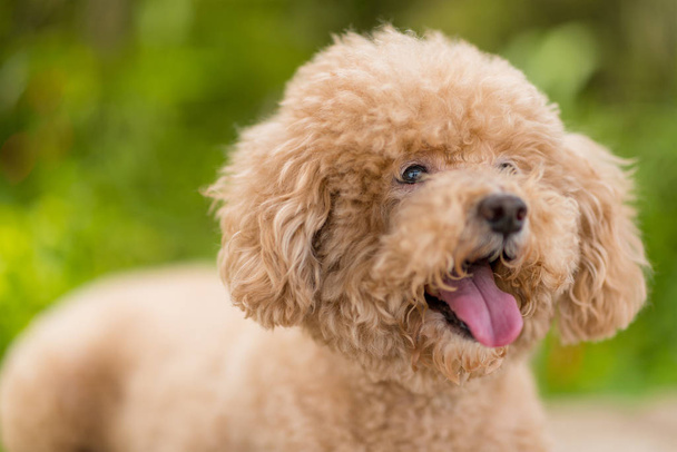 purebred poodle dog, curly dog - Foto, Imagen