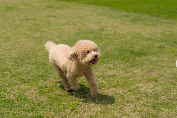 Dog poodle run in the park - Photo, Image