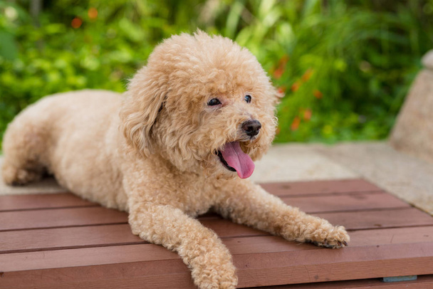 Lovely dog poodle sit on the wooden bench - Foto, afbeelding