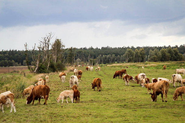 Cows in the pasture - Foto, Imagen
