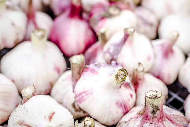 Bulbs of red garlic. Farm fresh vegetables on market, organic farming concept. - Foto, imagen