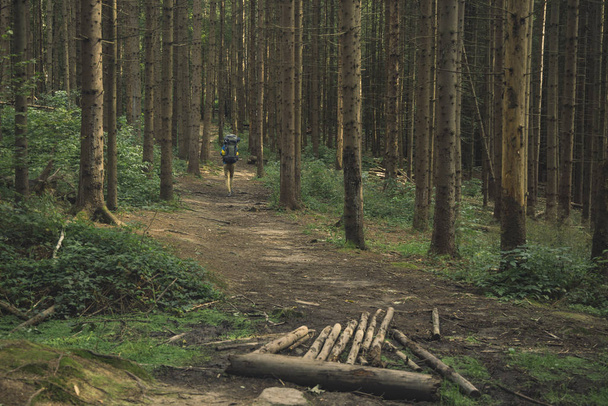 mäntymetsä korkeat puut moody metsämaisema maisema yksinäinen lika polku kulku
 - Valokuva, kuva