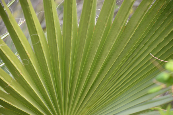 Palm leaves in the province of Alicante, Costa Blanca, Spain - Photo, Image