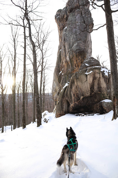 Husky dog ������in the mountains. Dovbush rocks in winter. Trave - Photo, Image