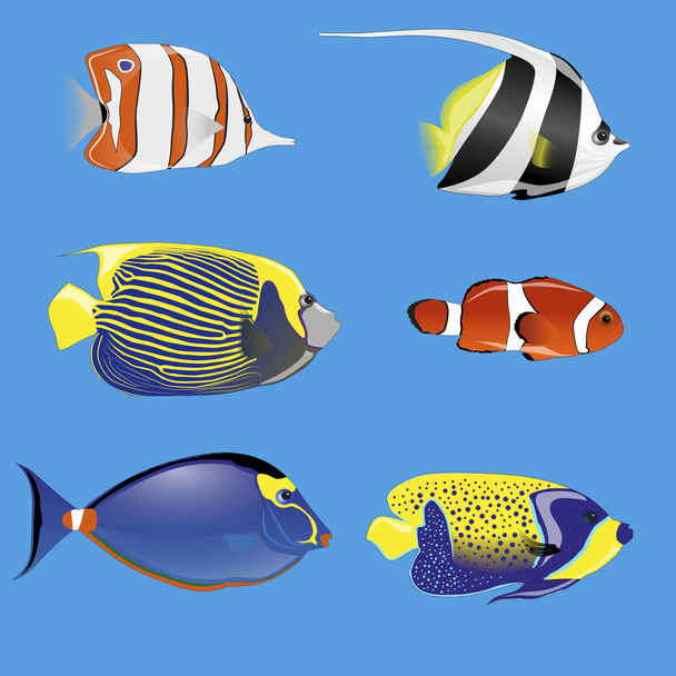 Tropical fishes - Vector, Image