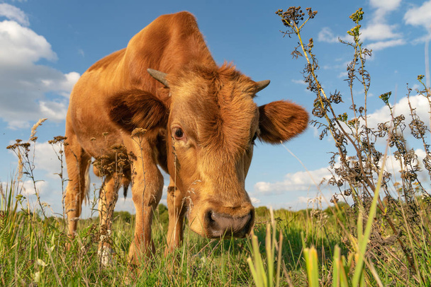 Коричневый теленок стоит на зеленой поляне и нюхает траву.
. - Фото, изображение