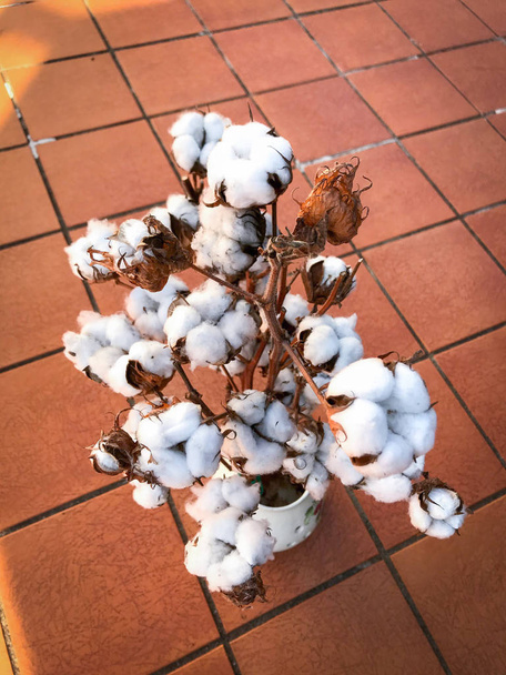 Fleurs de coton bio sur leur branche
 - Photo, image