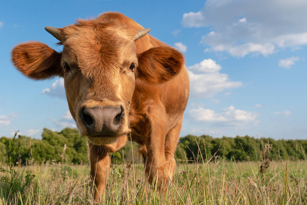 curious calf stands in a clearing with green grass and pulls his nose into the frame - Foto, afbeelding