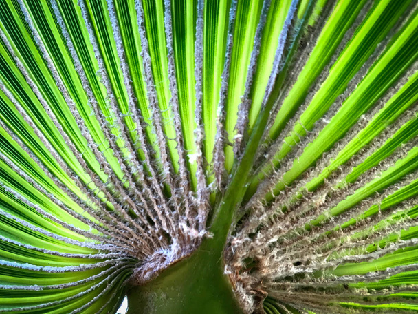 lähikuva vihreästä palmunlehdestä
  - Valokuva, kuva