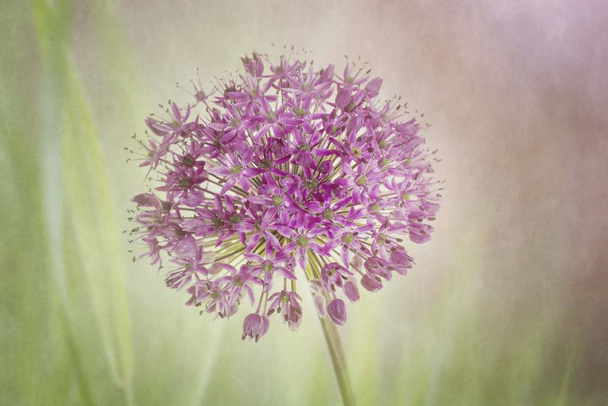 Single allium bloem op getextureerde achtergrond - Foto, afbeelding
