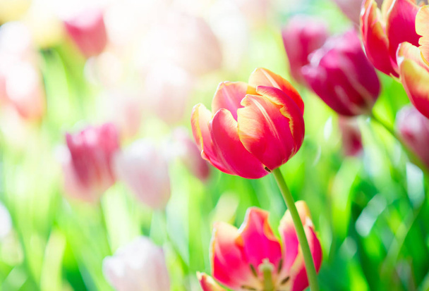 Tulip in spring with soft focus, unfocused blurred spring Tulip, bokeh flower background, pastel and soft flower background.. - Photo, image