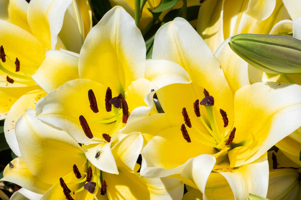 жовті красиві квіти лілії
 - Фото, зображення