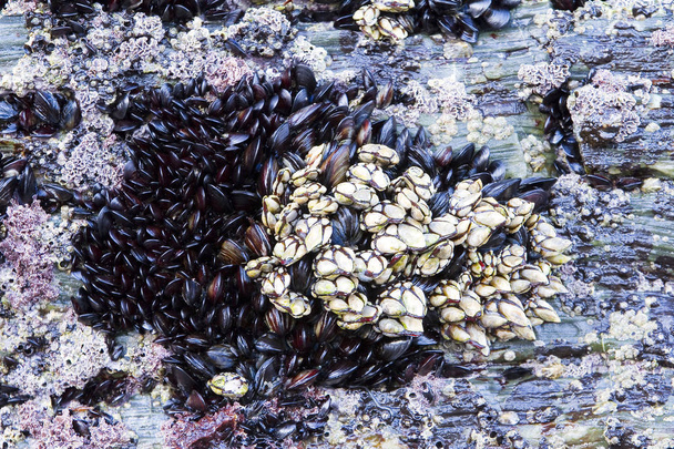 Kaz boynu barnacle, kaz barnacle veya yaprak yapışkan kardeşin, pollicipes pollicipes. - Fotoğraf, Görsel